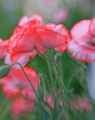 Pink poppy dreamscape