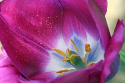 Lavender tulip
