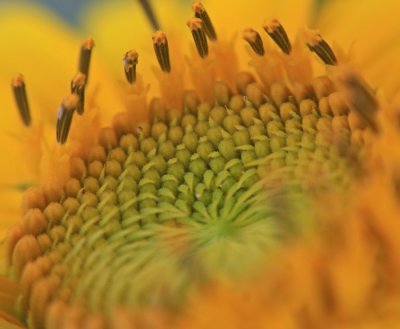 Sunflower spirals