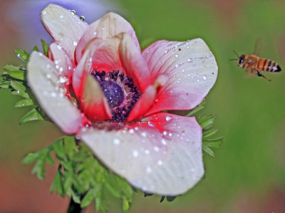 Bee and Anemone