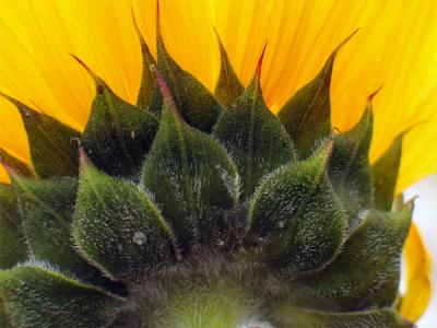 Another view of a Sunflower