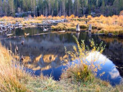 Beaver dams in Lundy Canyon