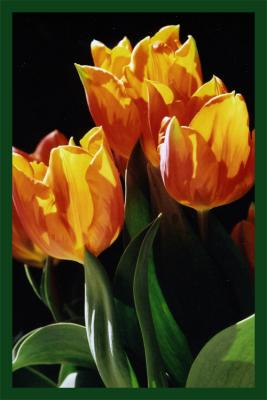 Tulips Ablaze