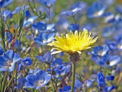 Yellow and Blue