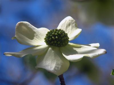 Dogwood blossom