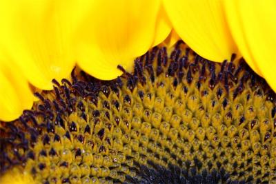 sunflowermacro2-copy.jpg