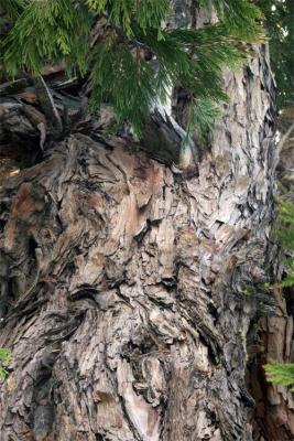 Tree Bark detail