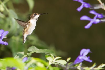 IMG_5993web.jpg