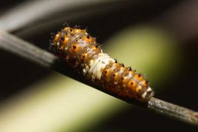 Black Swallowtail Lifecycle