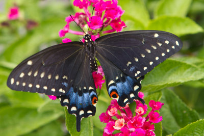 Black Swallowtail Lifecycle