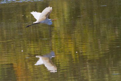 egrets