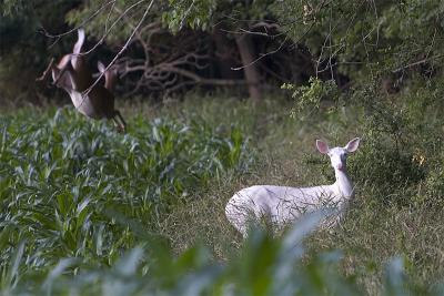 Albino deer