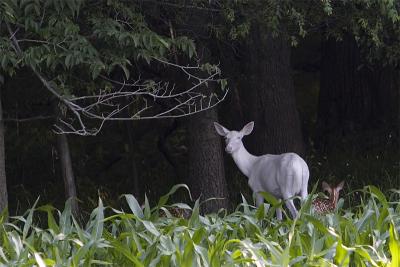 Albino w/2 fawns