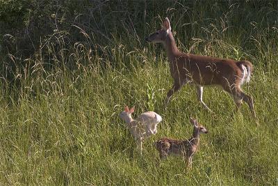 Albino Fawn