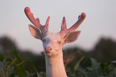 Albino Buck #1