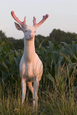 White Whitetail Deer from Dogtown