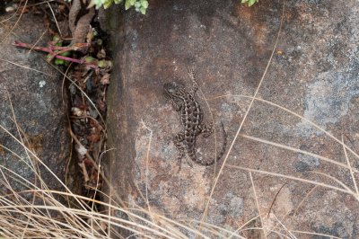 20110605-DSC_6501.jpg