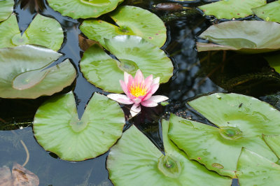20110605-DSC_6506.jpg