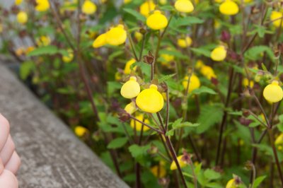 20110605-DSC_6537.jpg