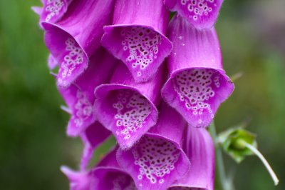20110605-DSC_6557.jpg