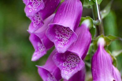 20110605-DSC_6558.jpg