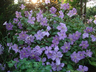 Virginia's Garden Pictures Aug. 2100