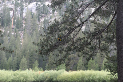 2012-07-12 Mammoth Gondola and Devils Postpile