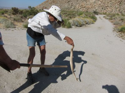 Removed from camp and released unharmed