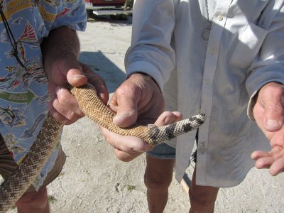 Western Diamond back had lost it's rattle which made it more dangerous because no warning