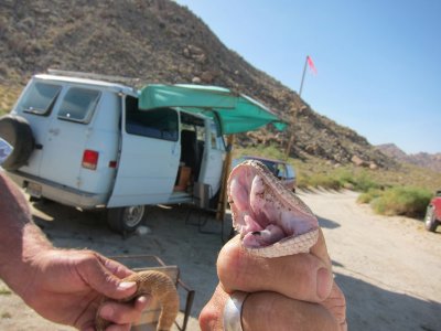 Released unharmed
