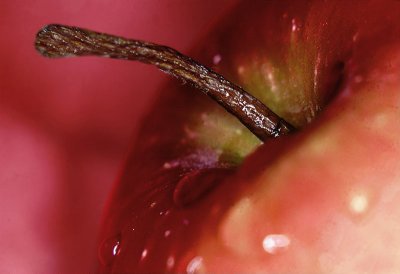 Wet Apple by Paul Wear