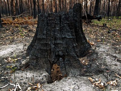 The black stump by Dennis