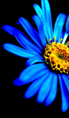flower blue two -- Shirley A
