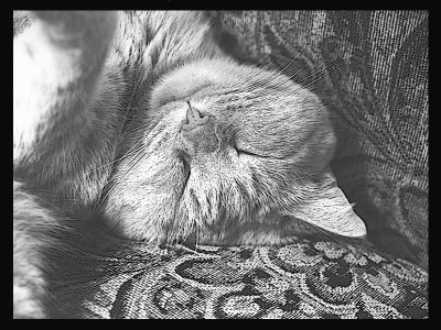 Comfy ? - Catman