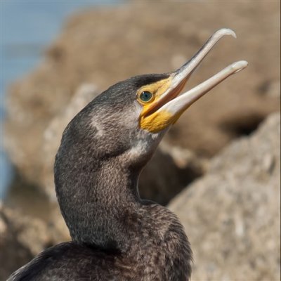 Lauging cormorant by Dennis
