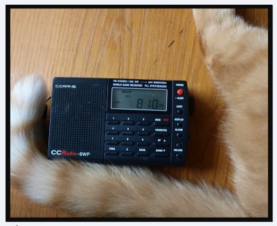 radio cat tail - Catman