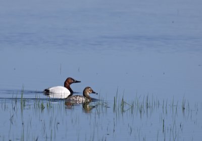Canvasbacks by KimR