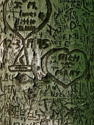 The Love Tree - Stefan