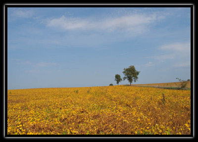 soybean fields - brent