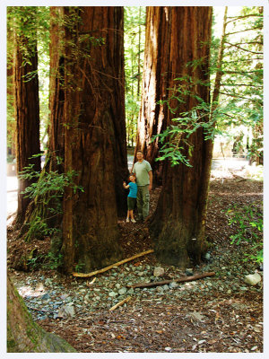 old growth redwoods - Catman