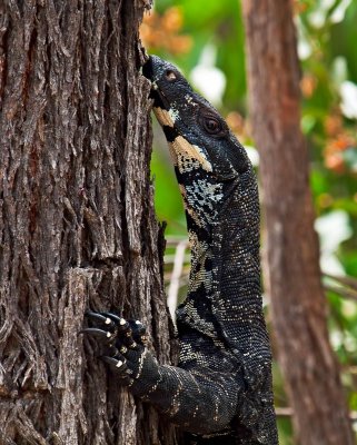 Goanna on tree by Dennis