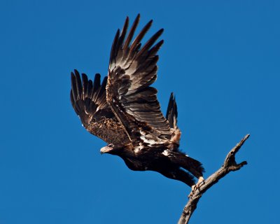 Wedge Tailed Eagle by Dennis