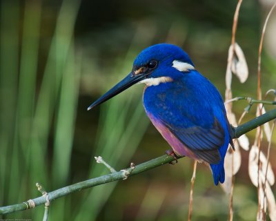 Azure Kingfisher by Dennis