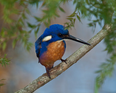 Azure Kingfisher2 by Dennis