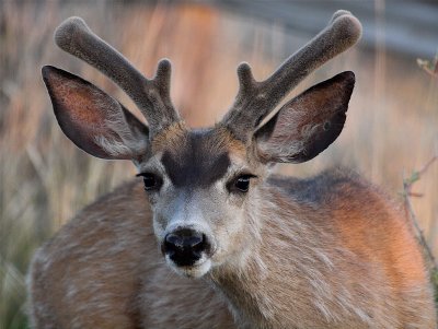 Local Pest by Bob K.