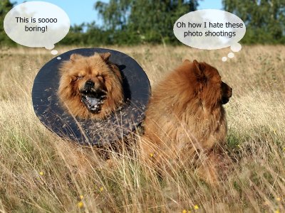 Bored Chows.JPG - by DonParrot