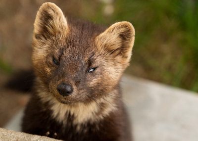 Curious Critter by Lawrence