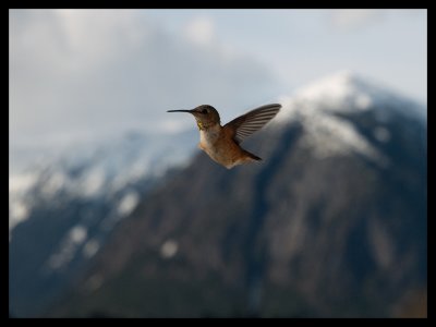 Little Bird Big Mountain by Lawrence