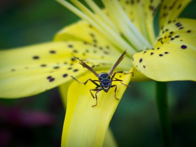 Oh No a Wasp! - Shirley