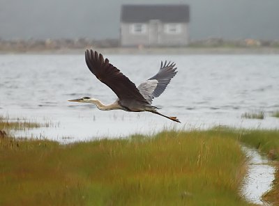 shared habitat - brenda